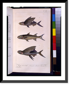 Historic Framed Print, [Three flyingfish].P. Oudart del. ; lith de C. Motte.,  17-7/8" x 21-7/8"