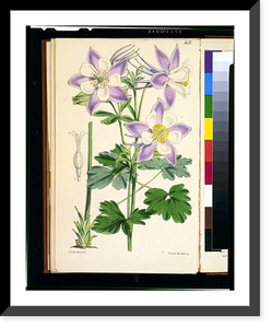 Aquilegia caerulea.W. Fitch, del. et lith. ; Vincent Brooks, imp, Antique Poster