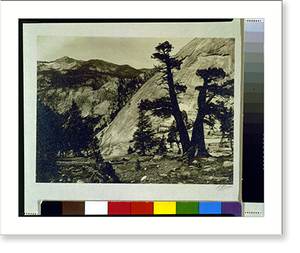 Historic Landscape - Yosemite - Sierra junipers, Upper Merced Basin (2)