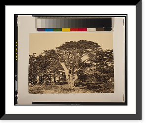 The largest of the cedars, Mount Lebanon.Frith, Vintage Poster