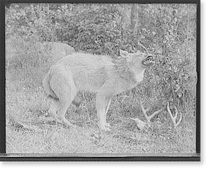 Vintage Photo Print - A Northern Michigan timber wolf (2)