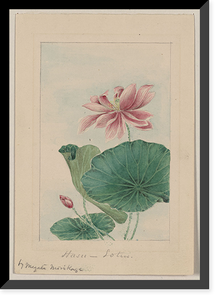 Historic Framed Print, [Japanese drawing] - 51,  17-7/8" x 21-7/8"