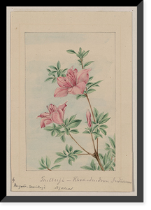 Historic Framed Print, [Japanese drawing] - 55,  17-7/8" x 21-7/8"