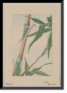 Historic Framed Print, [Japanese drawing] - 251,  17-7/8" x 21-7/8"