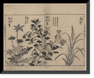 Historic Framed Print, [Japanese Ukiyo-e print] - 276,  17-7/8" x 21-7/8"