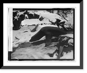 Seal, zoo - 2, Vintage Print