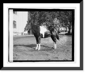 Historic Framed Print, Mrs. Stemruth Pony,  17-7/8" x 21-7/8"