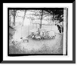 Historic Framed Print, White House lambs,  17-7/8" x 21-7/8"