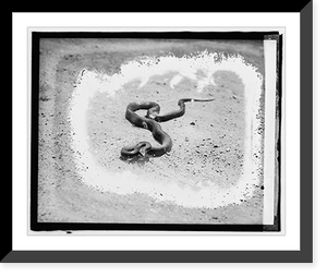 Fredricksburg tour, black snake, Antique Wall Art