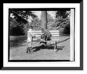 Orangoutang - 4, Historic Reproduction