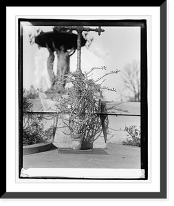 Historic Framed Print, Botanical garden, Christ thorn,  17-7/8" x 21-7/8"