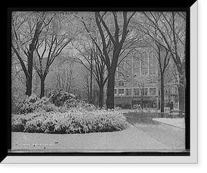 Historic Framed Print, A Bed of snow-ball,  17-7/8" x 21-7/8"