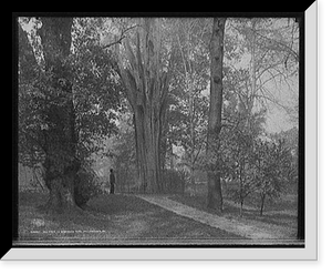 Historic Framed Print, Old tree in Bartram's Park [Bartram's Gardens], Philadelphia, Pa.,  17-7/8" x 21-7/8"