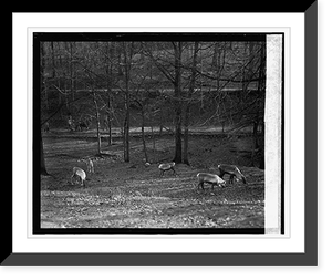 Reindeer, 1/11/24 Classic, Historic Print