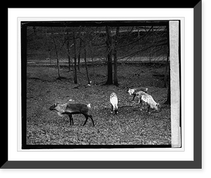 Reindeer, 1/11/24, Antique Wall Art