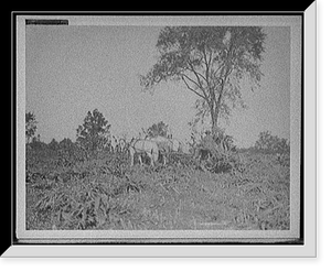 Historic Framed Print, Cutting corn,  17-7/8" x 21-7/8"