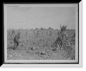 Historic Framed Print, A Golden harvest,  17-7/8" x 21-7/8"