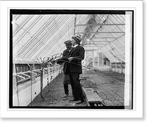Vintage Americana Print - Prof. George Husmann of Ag. Dept, 1925