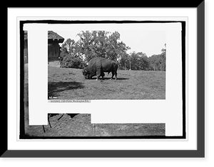 Historic Framed Print, Zoo park: buffalo,  17-7/8" x 21-7/8"