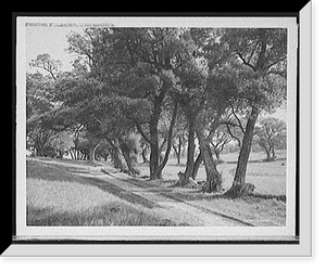 Historic Framed Print, The Willows, Cushing Island, Portland, Me.,  17-7/8" x 21-7/8"