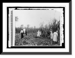 Historic Framed Print, Cuba sugar cane,  17-7/8" x 21-7/8"