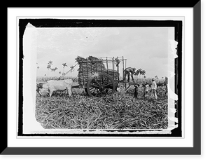 Historic Framed Print, Cuba, loading sugar cane,  17-7/8" x 21-7/8"