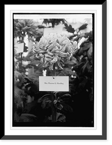 Historic Framed Print, Chrysanthemum show, [10/30/23],  17-7/8" x 21-7/8"