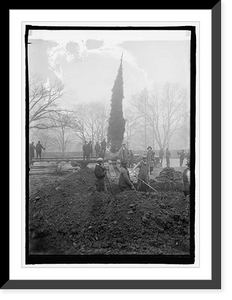 Historic Framed Print, Community Xmas tree being planted, 12/17/24,  17-7/8" x 21-7/8"