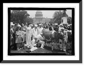 Milking cow on Capitol grounds, Washington, D.C, Historic Print