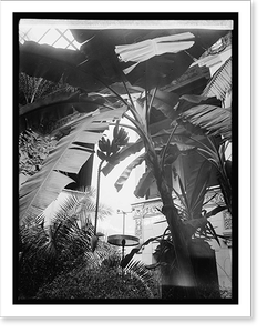 Vintage Photo Print - Washington, DC - Banana tree, Pan Am. Union