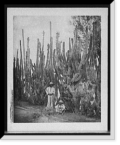 Historic Framed Print, Cactus fence in Salamanca, Salamanca, Mexico,  17-7/8" x 21-7/8"