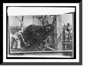 Historic Framed Print, Food Adm. sugar, unloading beets from wagons, Oxnard, [California], factory,  17-7/8" x 21-7/8"