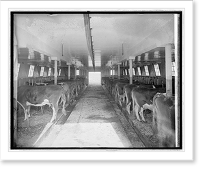 Antique Photo Print - Washington, DC - Chestnut Farms Dairy (4)