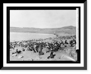 Fur seal industry, Vintage Print