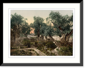 Historic Framed Print, Garden of Gethsemane Jerusalem Holy Land,  17-7/8" x 21-7/8"