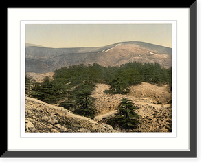 Historic Framed Print, General view of the cedars of Lebanon Lebanon Holy Land,  17-7/8" x 21-7/8"