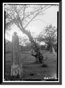 Cunningham Plantation, Old Memphis Road (Gaines Trace Road), Cherokee vicinity, Colbert County, AL - 27 Classic, Vintage Print