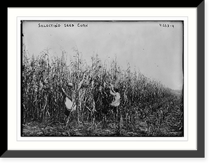 Selecting seed corn, Antique Print