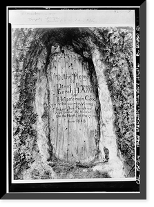 Carved Tree Marker, Tragedy Spring (historical), Amador County, CA, Vintage Wall Art