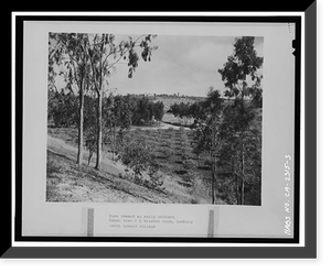 Rancho Santa Fe, Rancho Santa Fe, San Diego County, CA - 3, Historic Print