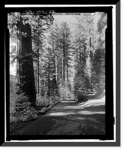 Historic Framed Print, Big Oak Flat Road, Between Big Oak Flat Entrance & Merced River, Yosemite Village, Mariposa County, CA - 13,  17-7/8" x 21-7/8"