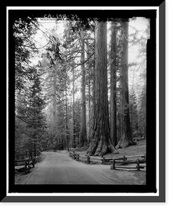 Wawona Road, Between South Entrance & Yosemite Valley, Yosemite Village, Mariposa County, CA - 28, Antique Poster