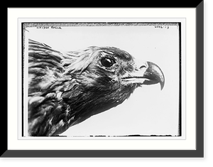 Chas. G. Dawes, Historic Reproduction
