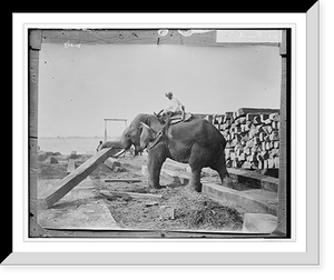 Historic Framed Print, Burmah: elephant working,  17-7/8" x 21-7/8"