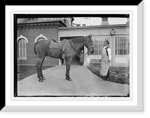 Historic Framed Print, President Taft's horse - "Surette",  17-7/8" x 21-7/8"