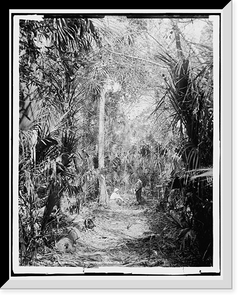 Historic Framed Print, In the Ormond hammock,  17-7/8" x 21-7/8"