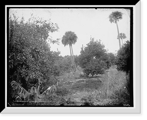 Historic Framed Print, Grove at Barker's Bluff,  17-7/8" x 21-7/8"