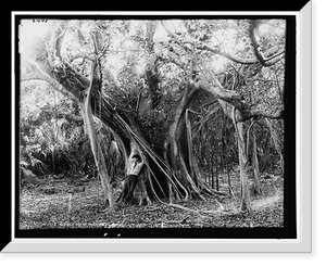 Rubber tree, Lake Worth, Fla, Antique Poster