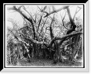 Rubber trees, Lake Worth, Antique Print