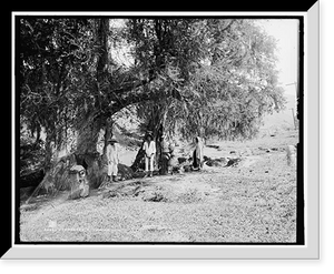 Historic Framed Print, Cypresses at Canoas - 4,  17-7/8" x 21-7/8"